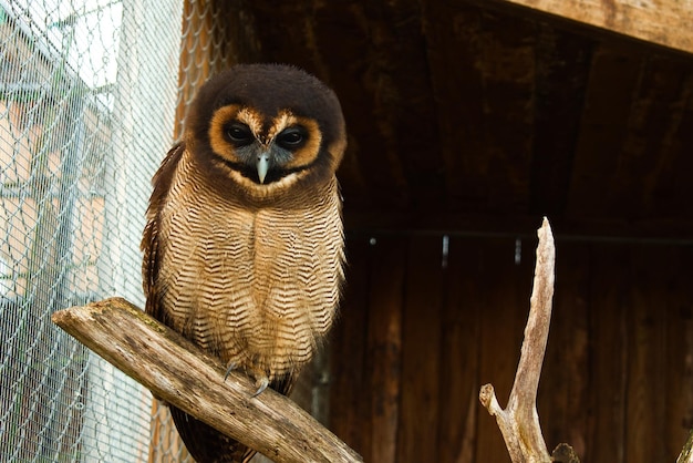 Foto close-up di una scimmia in gabbia allo zoo