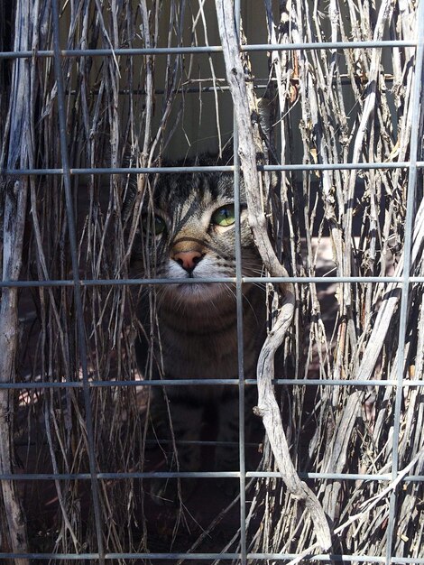 Photo close-up of monkey in cage at zoo