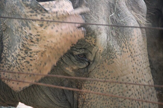 Photo close-up of monkey in cage