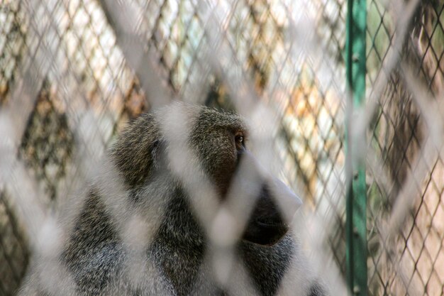 Photo close-up of monkey in cage