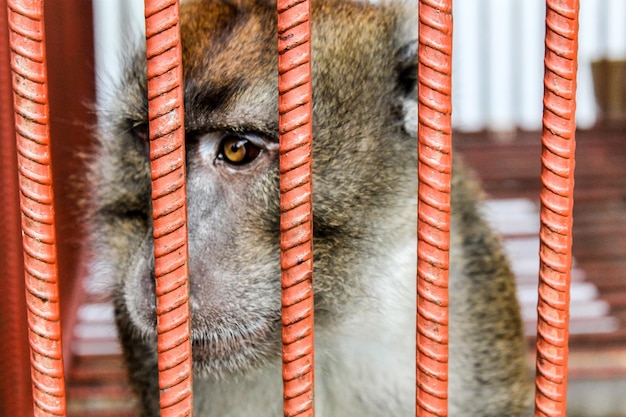 Photo close-up of monkey in cage