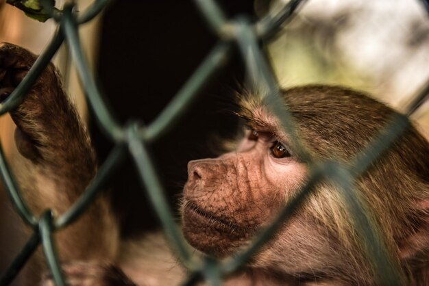 Photo close-up of monkey in cage