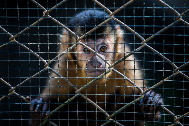 close-up of monkey in cage