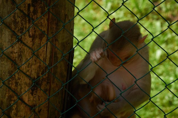 Close-up of monkey on chainlink fence at zoo