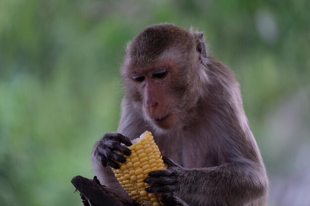 Close up of monkey eating food