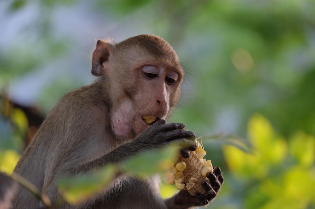 Close-up of monkey eating plant