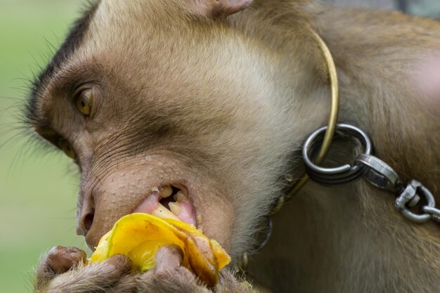 Foto prossimo piano di una scimmia che mangia