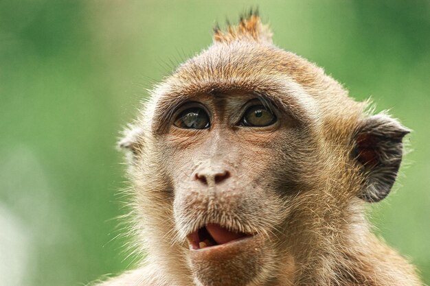 Close up monkey face at mangrove forest