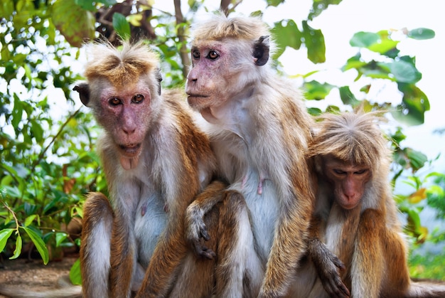 Foto primo piano sulla famiglia di scimmie in natura