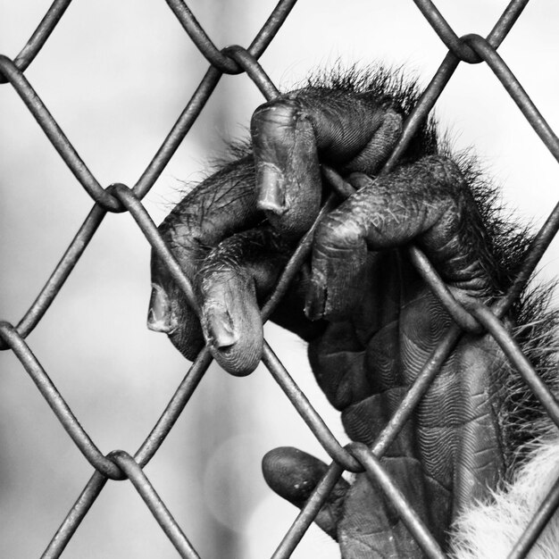 Foto close-up di una scimmia sulla recinzione dello zoo