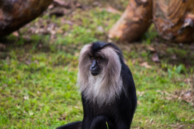 Photo close-up of monkey on field