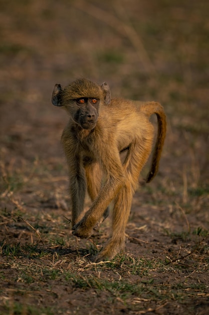 Photo close-up of monkey on field