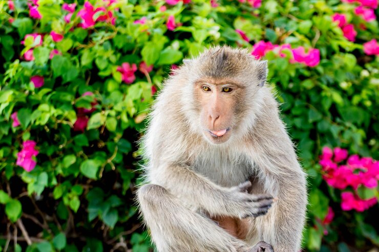 Photo close-up of monkey on flower plants
