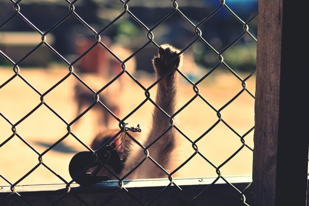 Клоуз-ап обезьяны, держащей забор в зоопарке