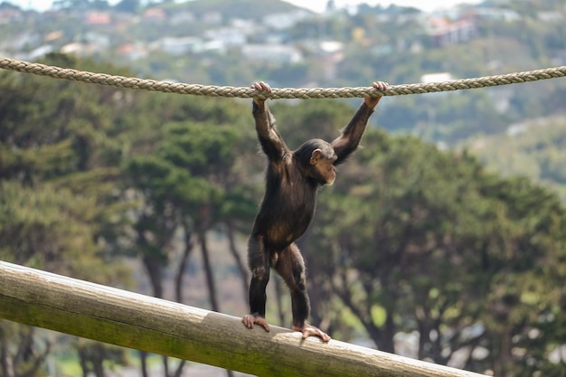 Photo close-up of monkey hanging on rope