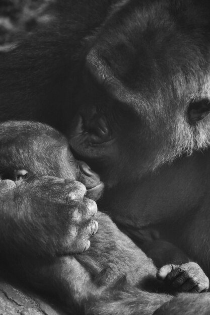 Photo close-up of monkey kissing infant