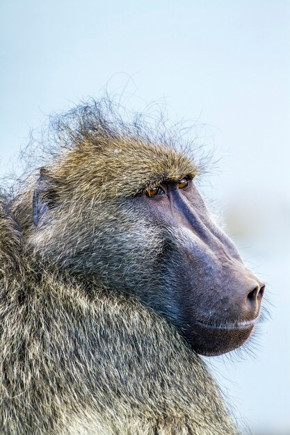 Close-up of monkey looking away against sky