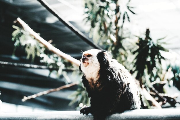 Photo close-up of a monkey looking away