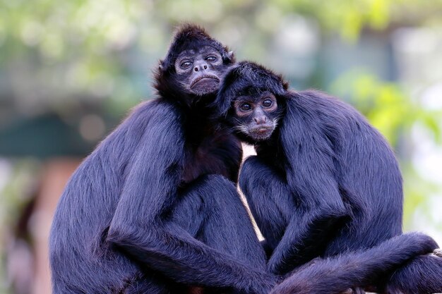 Photo close-up of monkey looking away