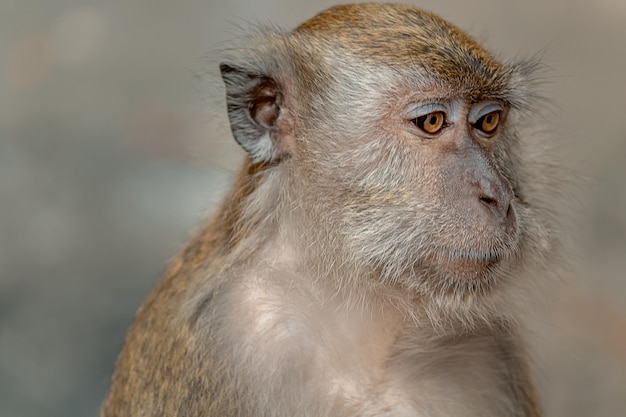 close-up of monkey looking away