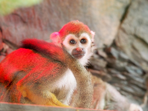 Photo close-up of monkey looking away