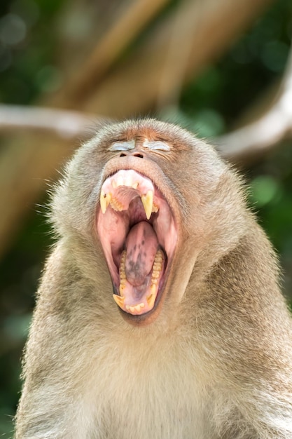 Photo close-up of monkey looking away