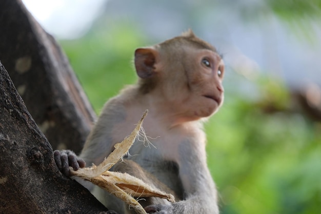 Photo close-up of monkey looking away