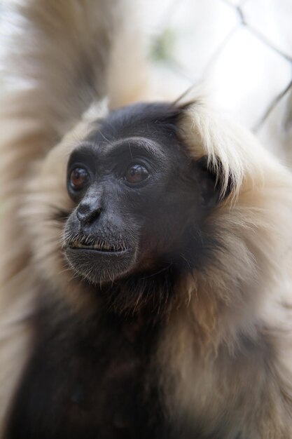 Photo close-up of monkey looking away