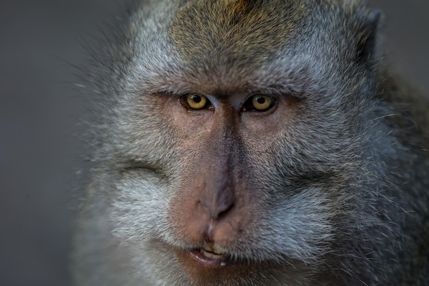close-up of monkey at looking away