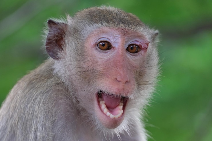 Photo close-up of monkey looking away