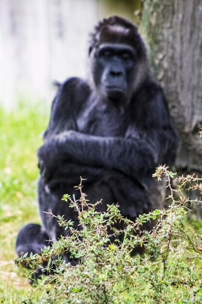 Photo close-up of monkey looking at camera