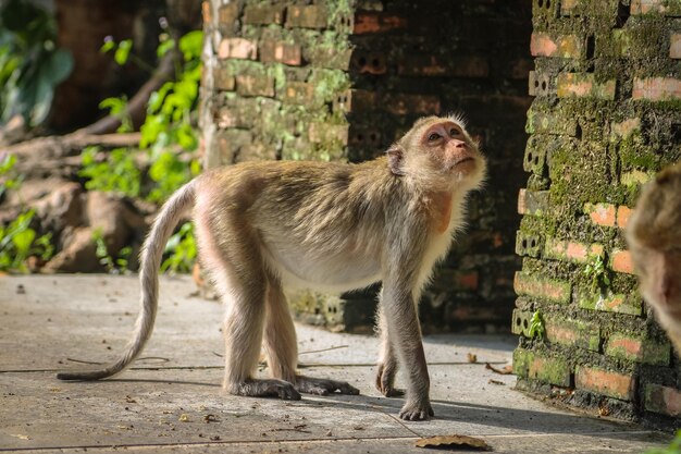 Photo close-up of monkey looking up