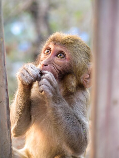 Close-up of monkey looking up