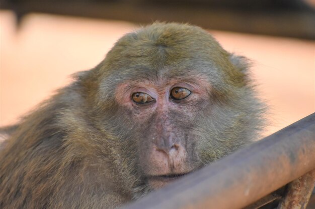 Photo close-up of monkey in monkey cave chiang rai thailand