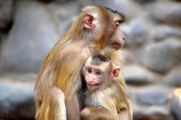 Foto close-up di una madre scimmia con il bambino