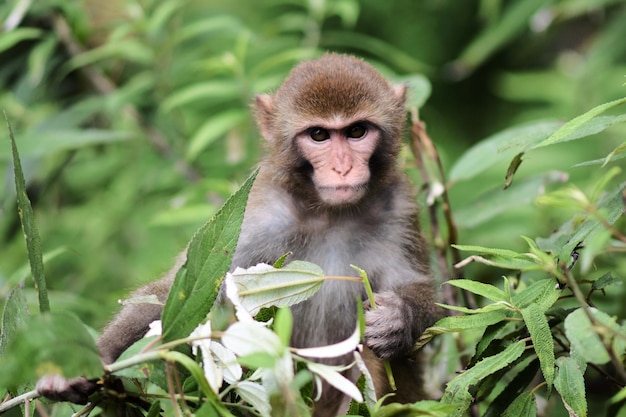 植物上の猿のクローズアップ