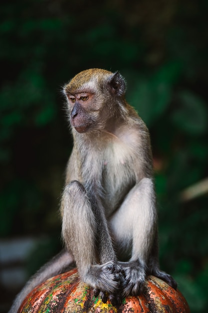 Chiuda sul ritratto della scimmia alle caverne di batu, kuala lumpur, malesia