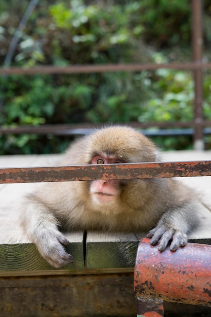 Foto close-up di una scimmia che si rilassa su un ponte pedonale