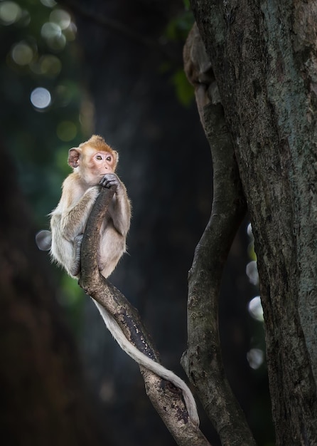 Close-up of monkey sitting on branch