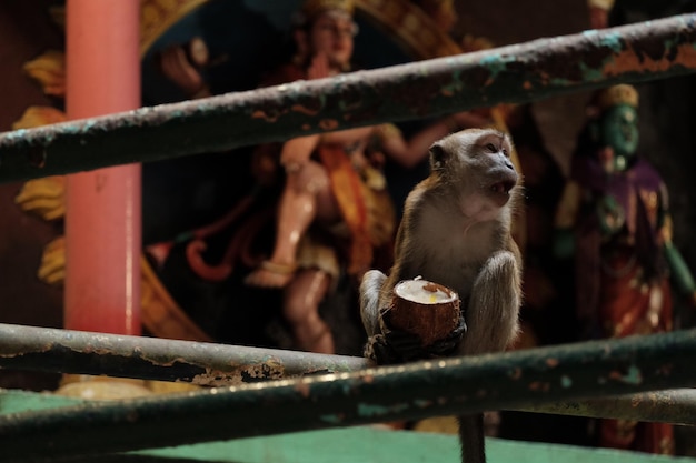 Photo close-up of monkey sitting on railing