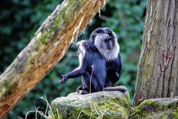 Photo close-up of monkey sitting on tree trunk