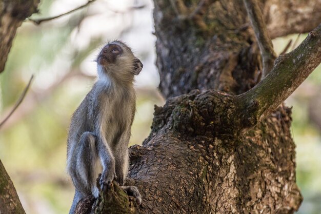 Close-up of monkey sitting on tree