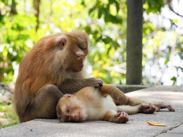 Photo close-up of monkey sitting on tree