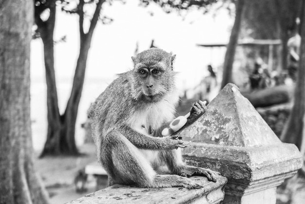 Photo close-up of monkey sitting on tree