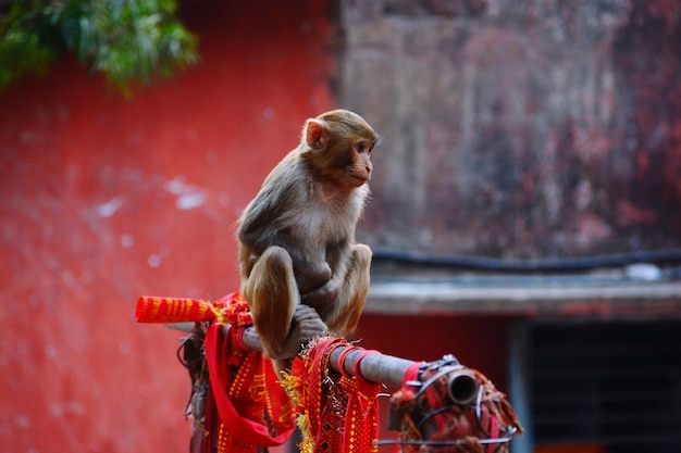 Photo close-up of monkey sitting on wood