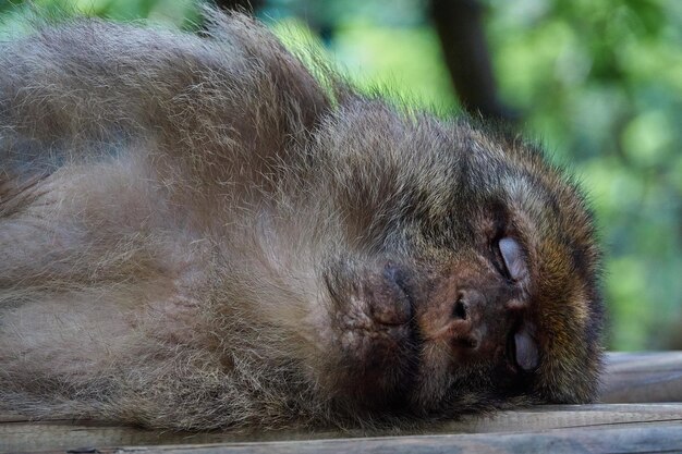 眠っている猿のクローズアップ