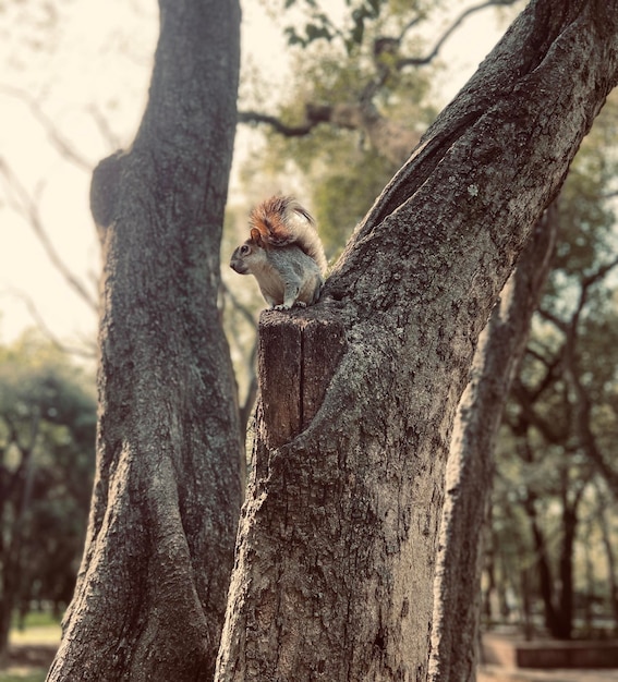 Foto prossimo piano di una scimmia sul tronco di un albero