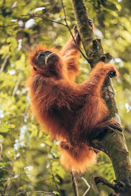 Close-up of monkey on tree