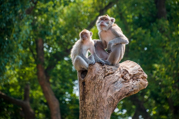 Photo close-up of monkey on tree