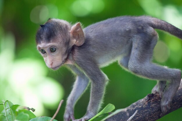 Close-up of monkey on tree